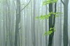 Beskid Sądecki